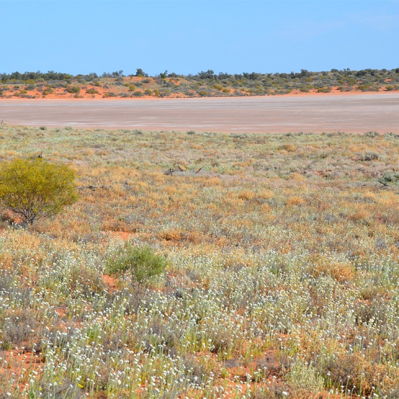 The Dunes overlooking Forest Lakes were covered in Polycalymma stuartii - Poached Egg Daisy
