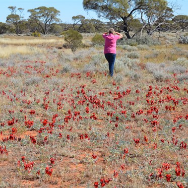 The plants covered large areas