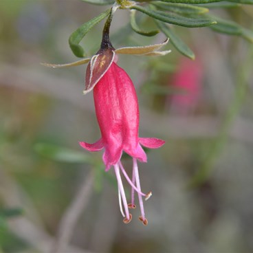 Eremophila  glabra - Common Glabra
