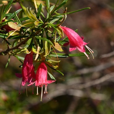 Eremophila  glabra - Common Glabra