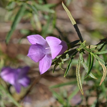 Eremophila gilesii - Giles Desert Fuchsia