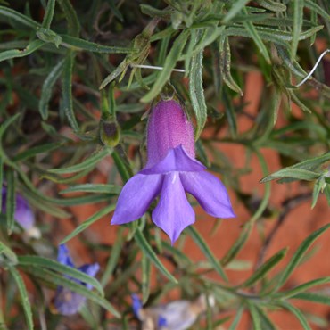Eremophila gilesii - Giles Desert Fuchsia