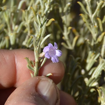  Eremophila scoria - Broom Emubush