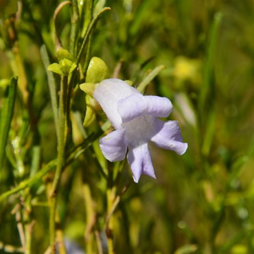 Eremophila gibsonii - Gibsonss Desert Fuchsia