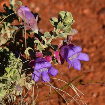 Eremophila Sp