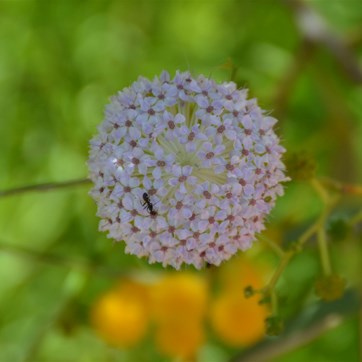 Trachymene glaucifolia -Wild Parsnip 