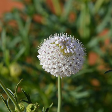 Trachymene glaucifolia -Wild Parsnip 