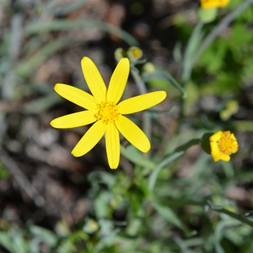 Senecio gregorii - Annual Yellowto
