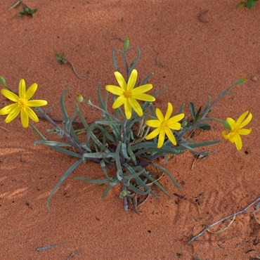 Senecio gregorii - Annual Yellowtop