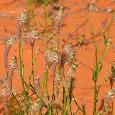 Ptilotus polystachyus - Long tails