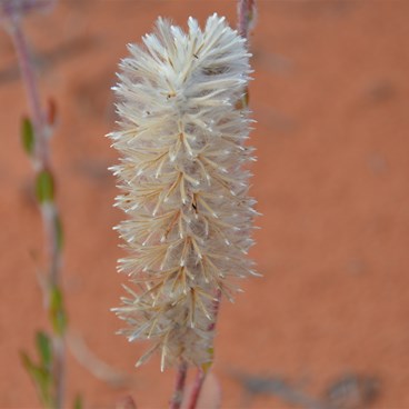 Ptilotus polystachyus - Long tails