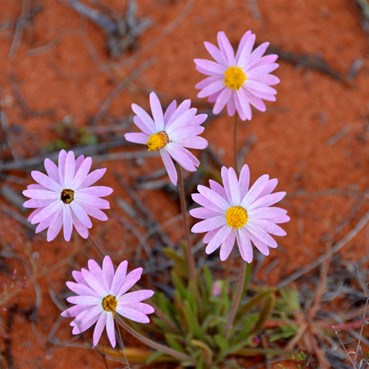 Lawrencella davenportii - Sticky Everlasting