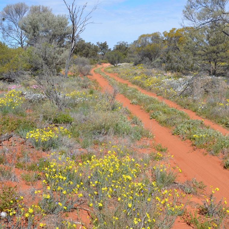 Senecio gregorii - Annual Yellowtop add colour to the Emu Road