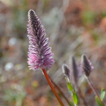Ptilotus exaltatus var. exattatus - Mulla Mulla