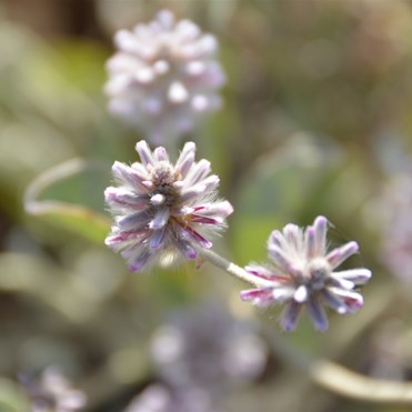 Ptilotus obovatus - Silver Mulla Mulla