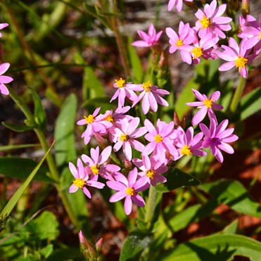 Schoenia cassiniana - Pink Everlasting