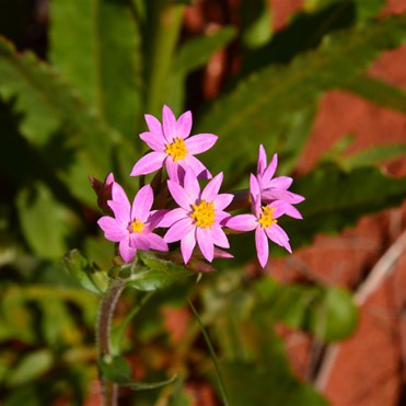 Schoenia cassiniana - Pink Everlasting