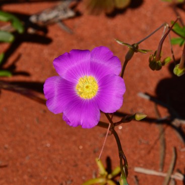 Calandrinia polyandra - Parakeelya