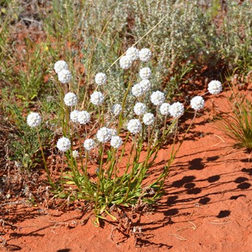 Cephalipterum  drummondii -  Pompom Head