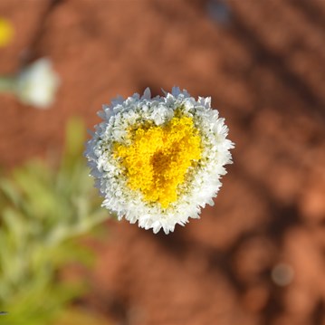 Polycalymma stuartii - Poached Egg Daisy