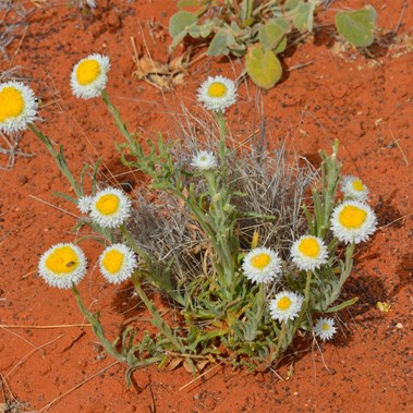 Polycalymma stuartii - Poached Egg Daisy