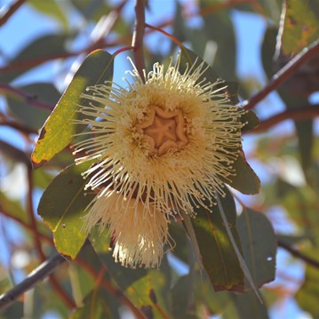 Eucalyptus youngiana - Ooldea Mallee