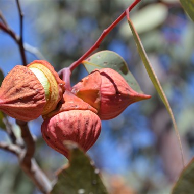 Eucalyptus youngiana - Ooldea Mallee