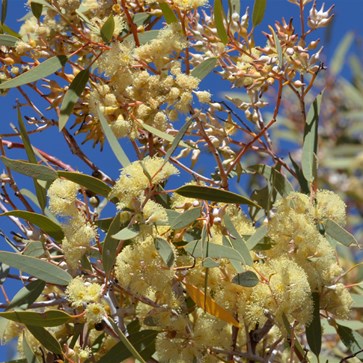 Eucalyptus vokesensis - Voakes Hill Mallee