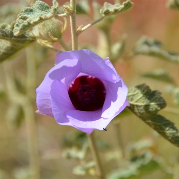 Alyogyne pinoniana - Sand Hibiscus 
