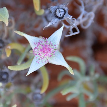 Gunniopsis quadrifida - Starbush