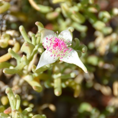 Gunniopsis quadrifida - Starbush