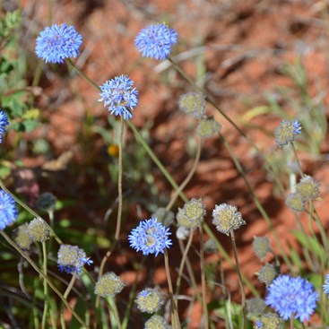 Brunonia  australis -  Blue Pin-cushion  
