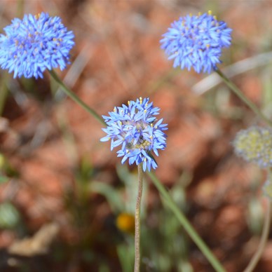 Brunonia australis- Blue Pin-cushion  