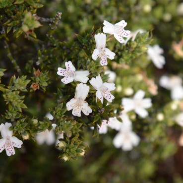 Westringia rigida  - Stiff Rosemary