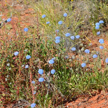 Brunonia australis- Blue Pin-cushion  