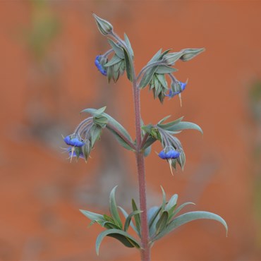 Trichodesma zeylanicum - Cattlebush