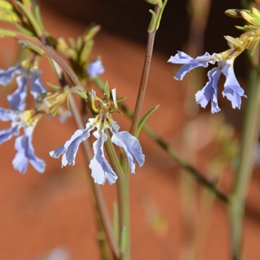 Lechenaultia divaricata - Tangled Lechenaultia