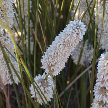 Lomandra leucocephala - Woolly Mar-rush