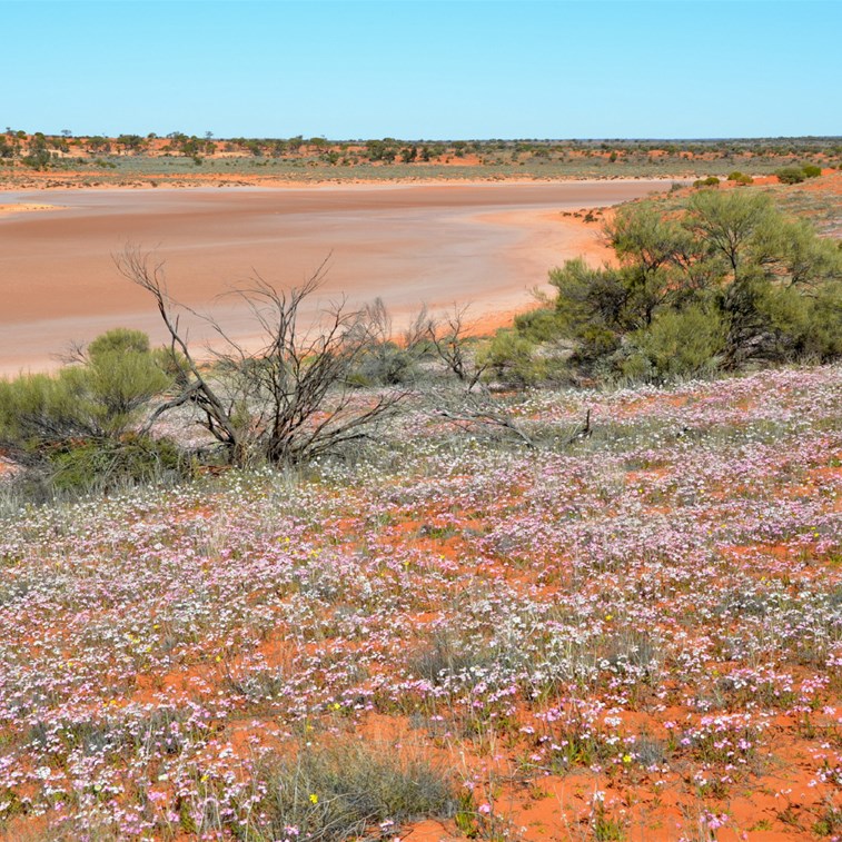 The Desert was transformed from local rain