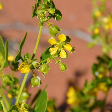 Zygophyllum apiculatum - Gallweed