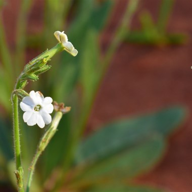Nicotiana velutina - Velvet Tobacco