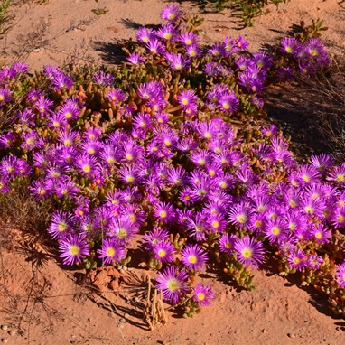 Disphyma crassifolium  - Round Noon Flower