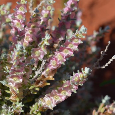 Maireana erioclada - Rosy Bluebush