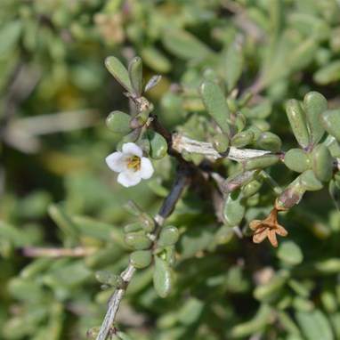 Lycium australe- Australian Boxthorn