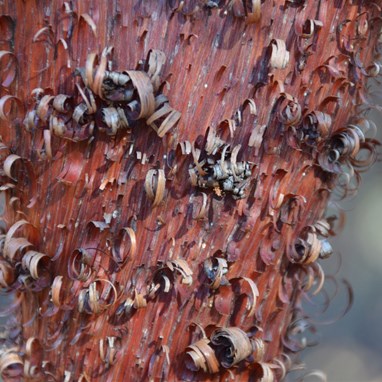 Acacia cyperophylla - Red Mulga