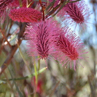 Hakea francisiana - Grass Leaved Hakea