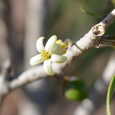 Pittosporum angustifolium - Native Apricot