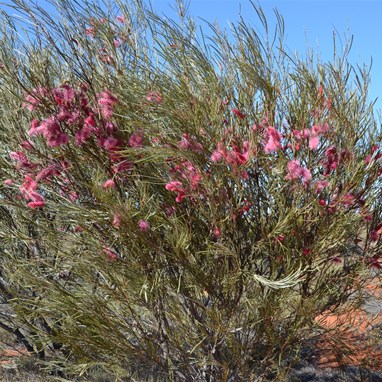 Hakea francisiana - Grass Leaved Hakea