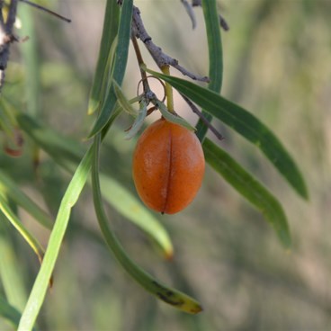 Pittosporum angustifolium - Native Apricot