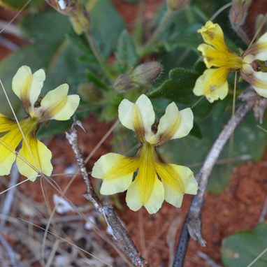 Goodenia berardiaba 